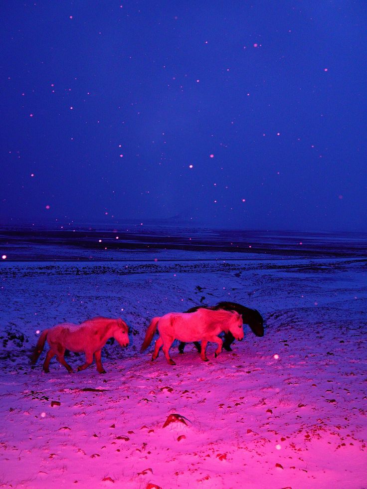 Horse Image 1