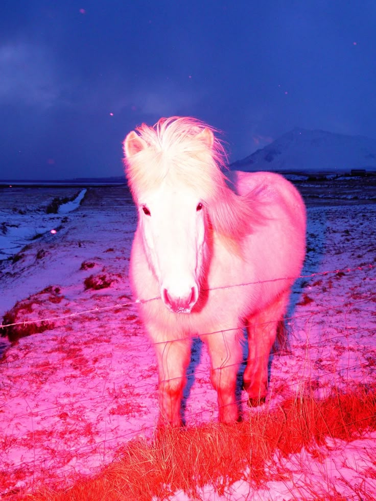 Horse Image 2