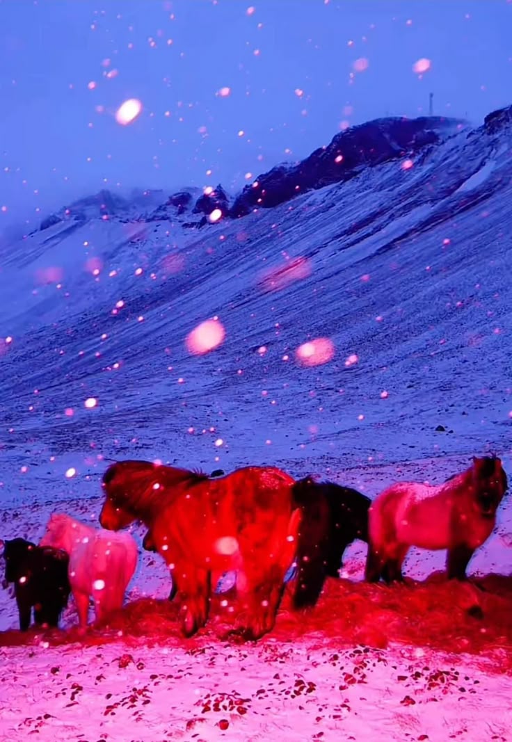 Horse Image 3